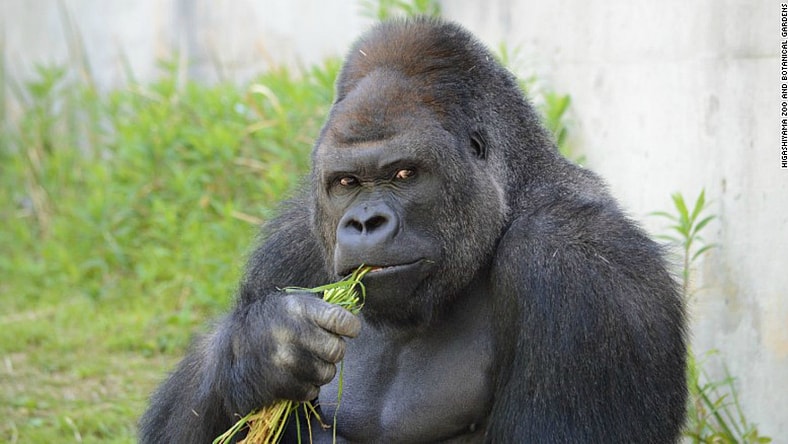 150626144203-japan-gorilla-shabani-1-exlarge-1691111.jpg