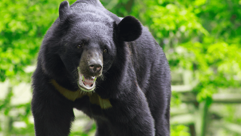 black-bear-getty