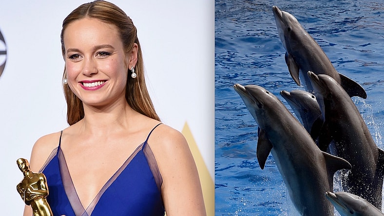 brie-larson-dolphins-promo.jpg