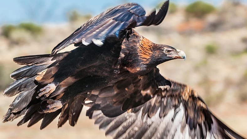 eagle-australia-photo-promo.jpg