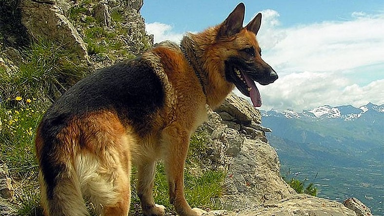 German Shepherd wikimedia
