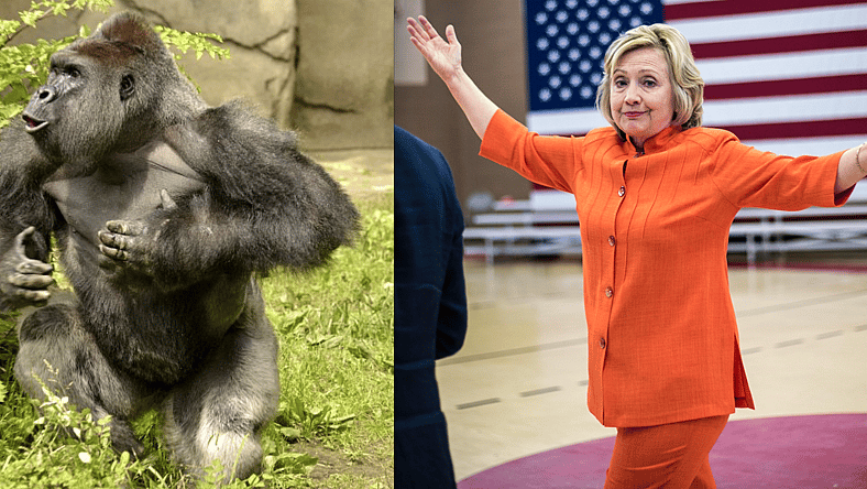hilary-clinton-harambe-main.png
