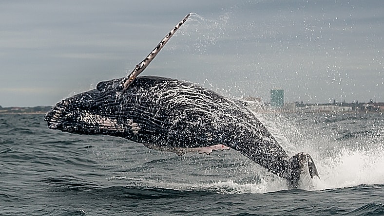 Humpback whale breaches waters off the coast of South Africa.