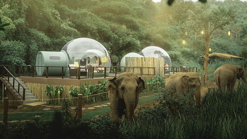 Jungle Bubbles Thailand Promo