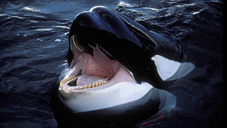 Orca attack