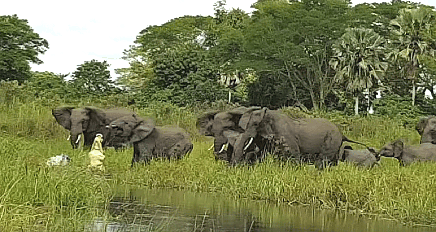 croc-v-elephant-pack Croc vs. elephant