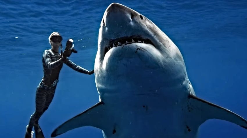 largest-great-white