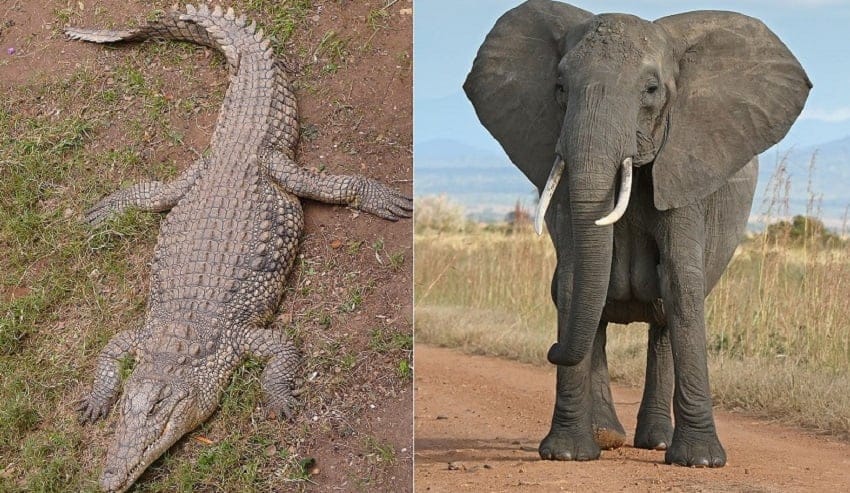 Crocodile and Elephant