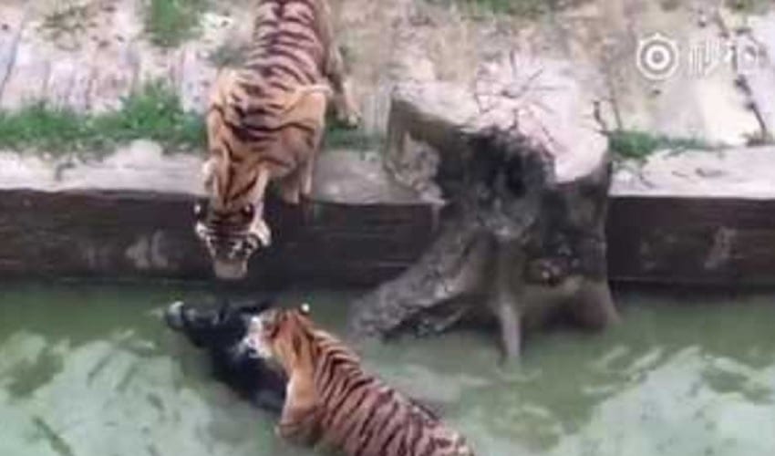 Tigers v Donkey