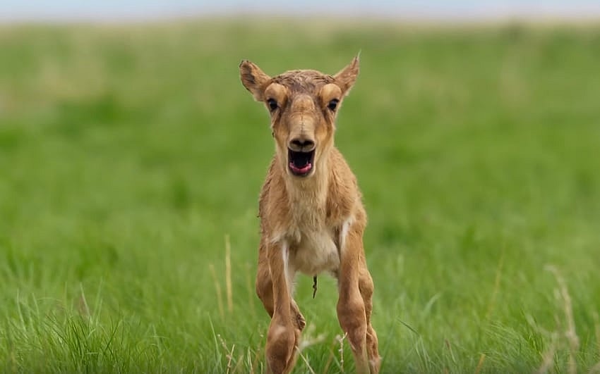 planet-earth.jpg Planet Earth II promo