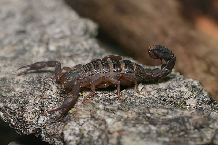 scorpion-wikimedia Scorpion