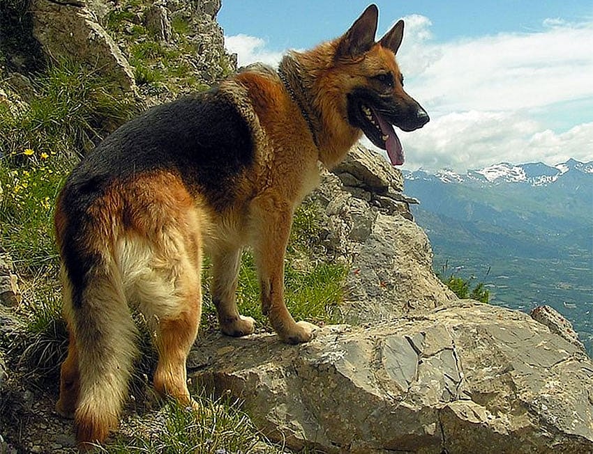 german-shepherd.jpg German Shepherd wikimedia