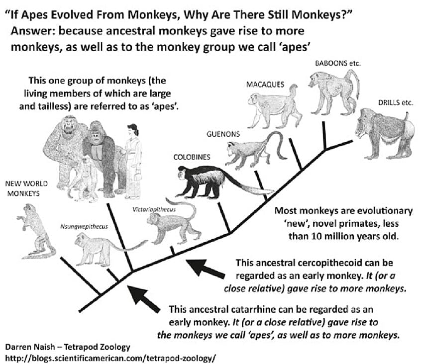 MONKEYS-infographic-2-600-px-tiny-Dec-2015-Darren-Naish-Tetrapod-Zoology Monkey infographic