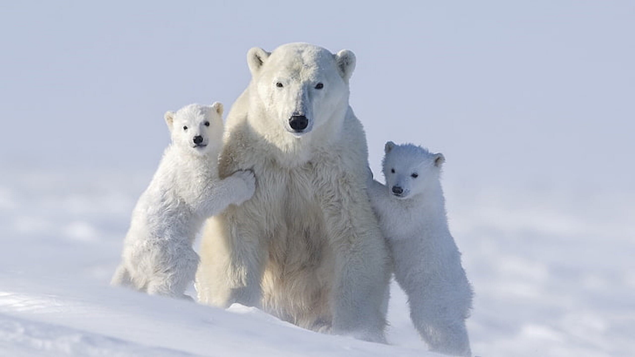 polar-bear-cub-family