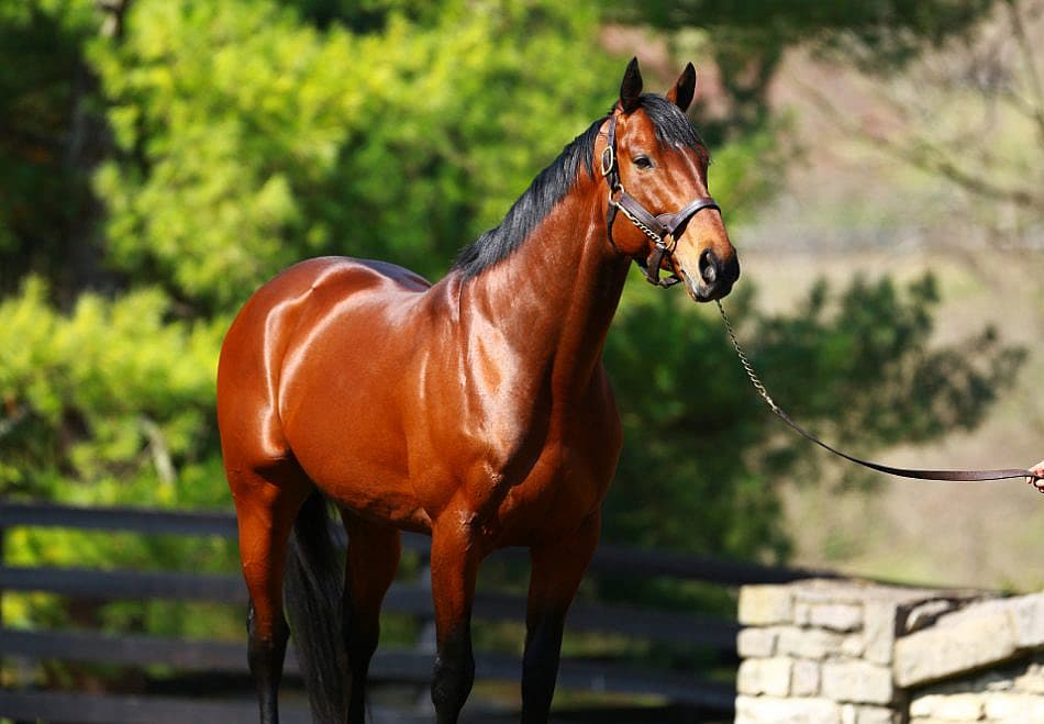 American Pharoah