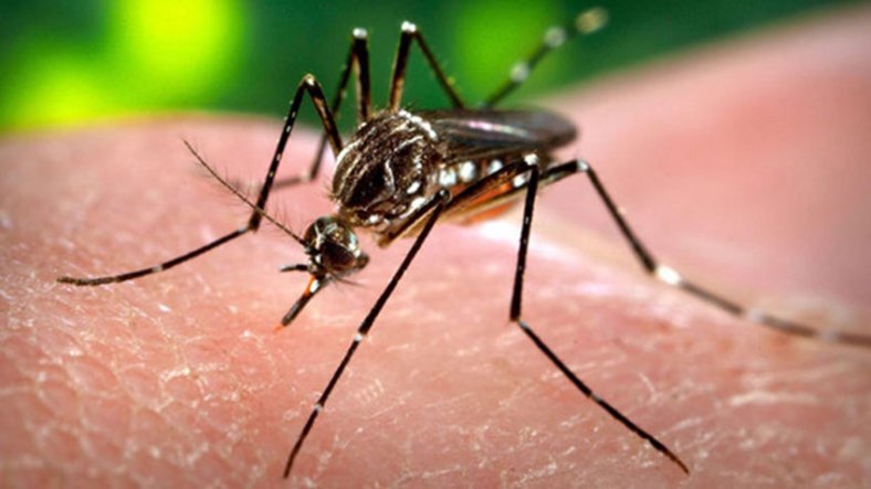 Zika mosquito wikimedia