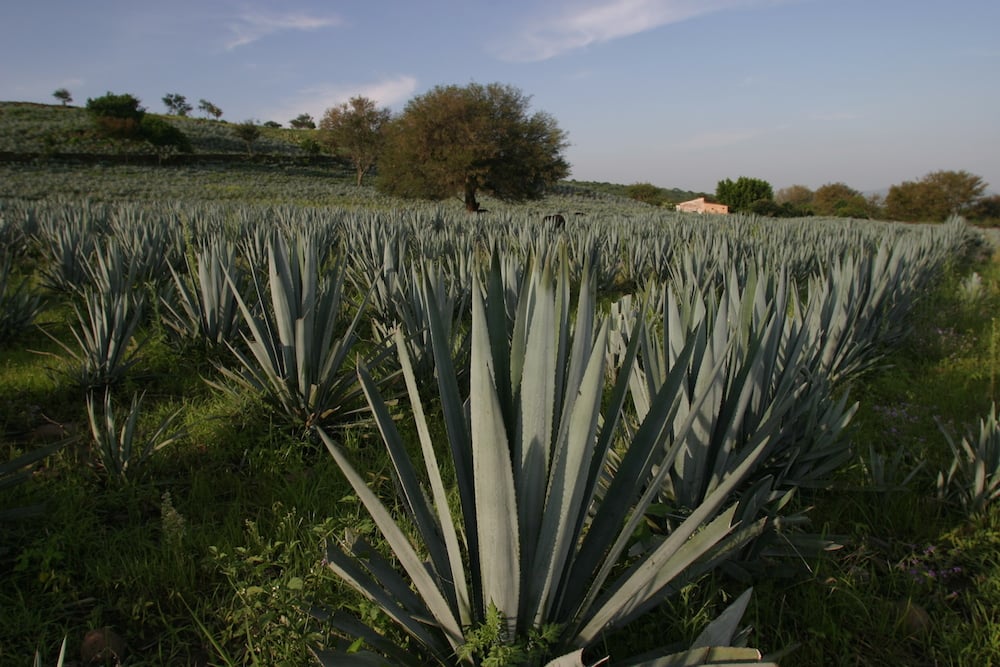 agave patron tequila