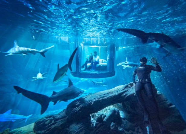 Three winners will each spend a free night surrounded by sharks