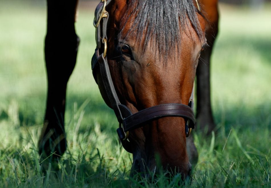 American Pharoah 2