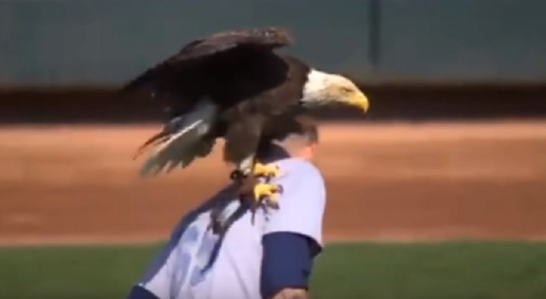 A damn bald eagle
