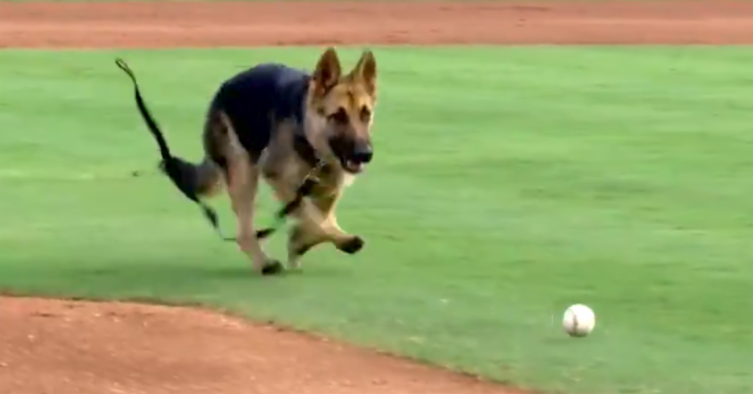 Baseball Dog 2