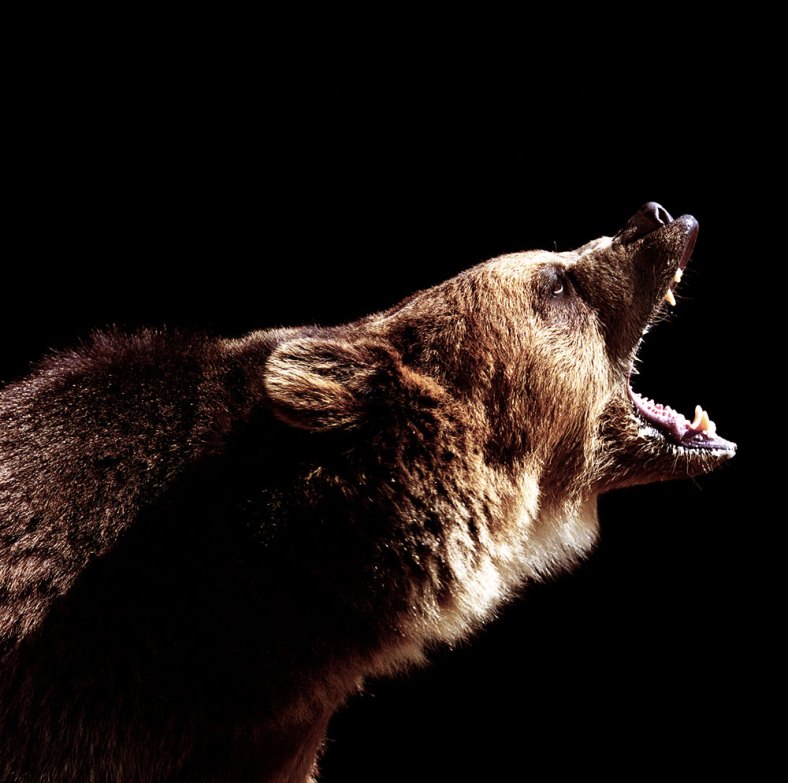 Angry bear. (Photo: Ryan McVay/Getty)