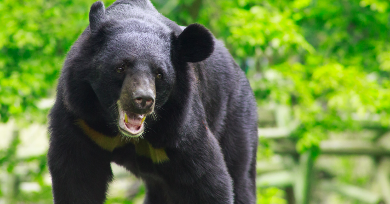 Black Bear