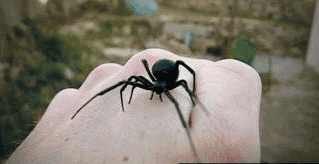 Black-Widow-Hand-67824
