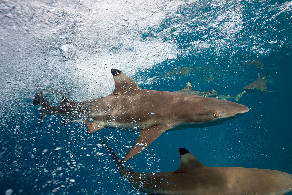 Blacktip Shark wilding out