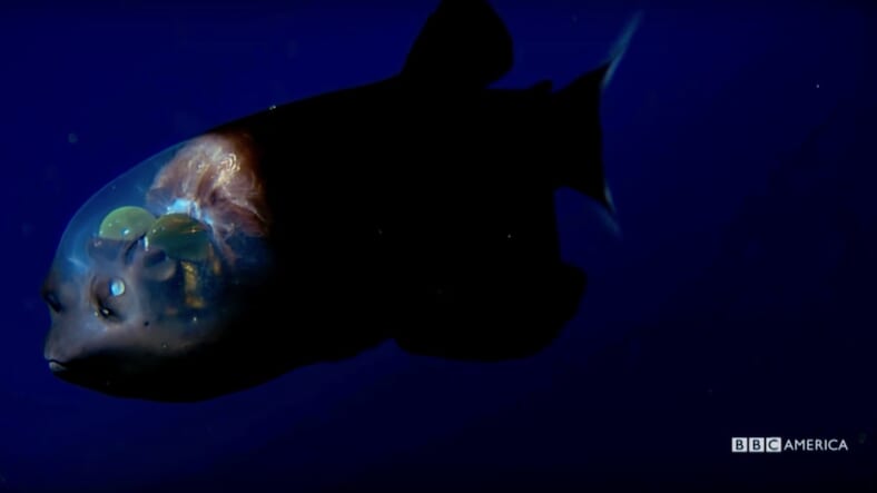 Watch This Exclusive 'Blue Planet II' Clip of a Freaky Fish With a  See-Through Head - Maxim