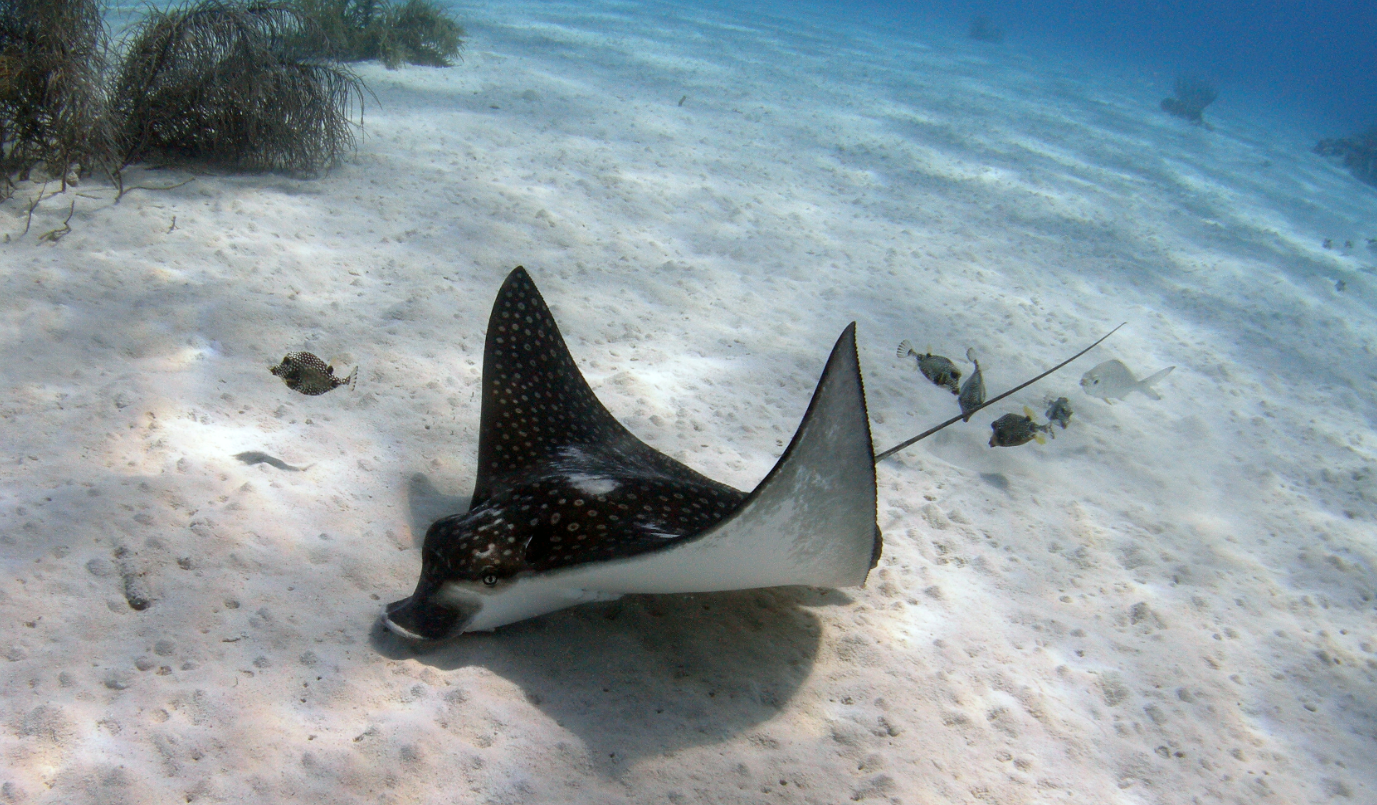 Bonaire Scuba (2)