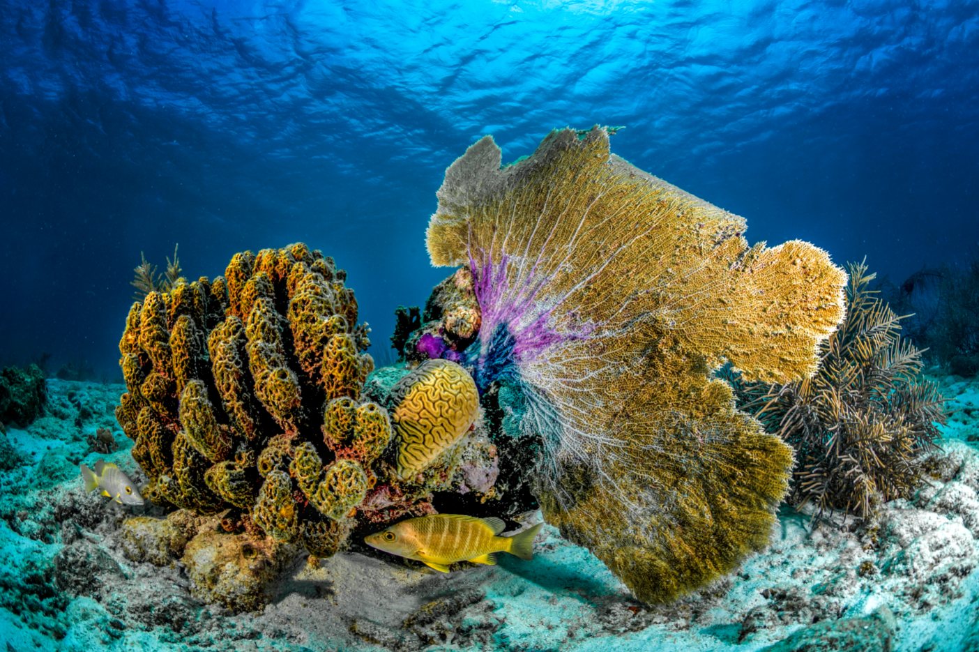 Bonaire Scuba (3)