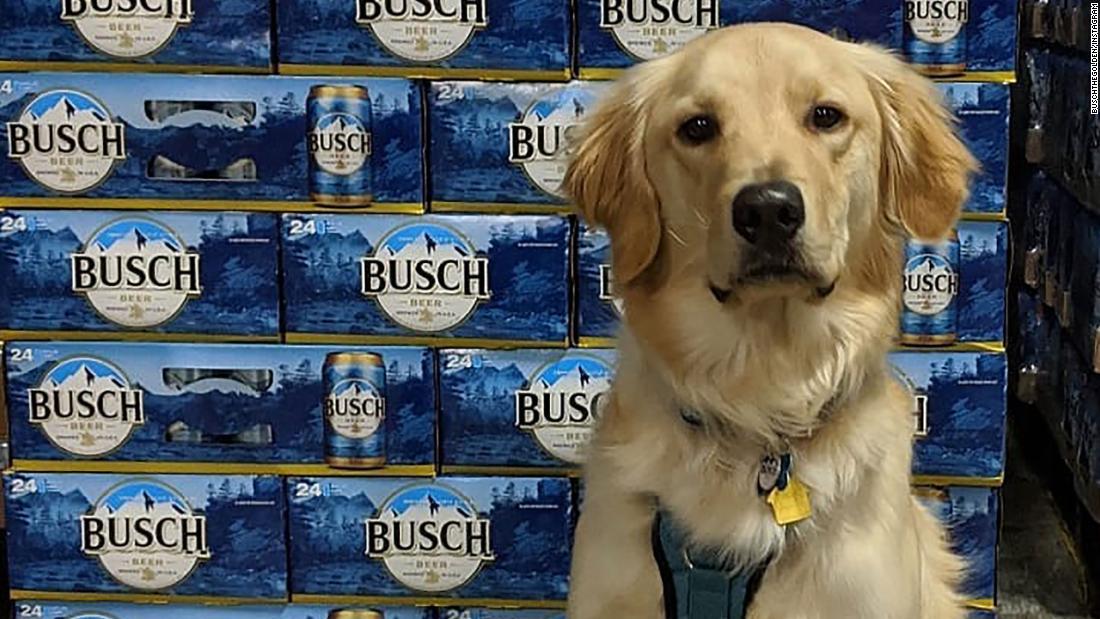 busch dog