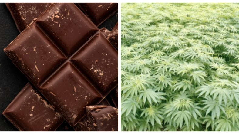 chocolate-cannabis-getty-images