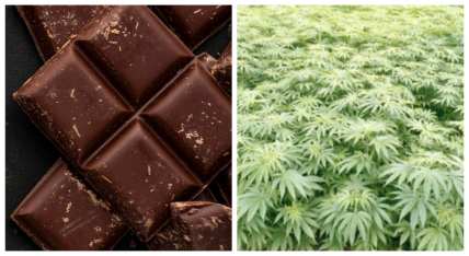 chocolate-cannabis-getty-images