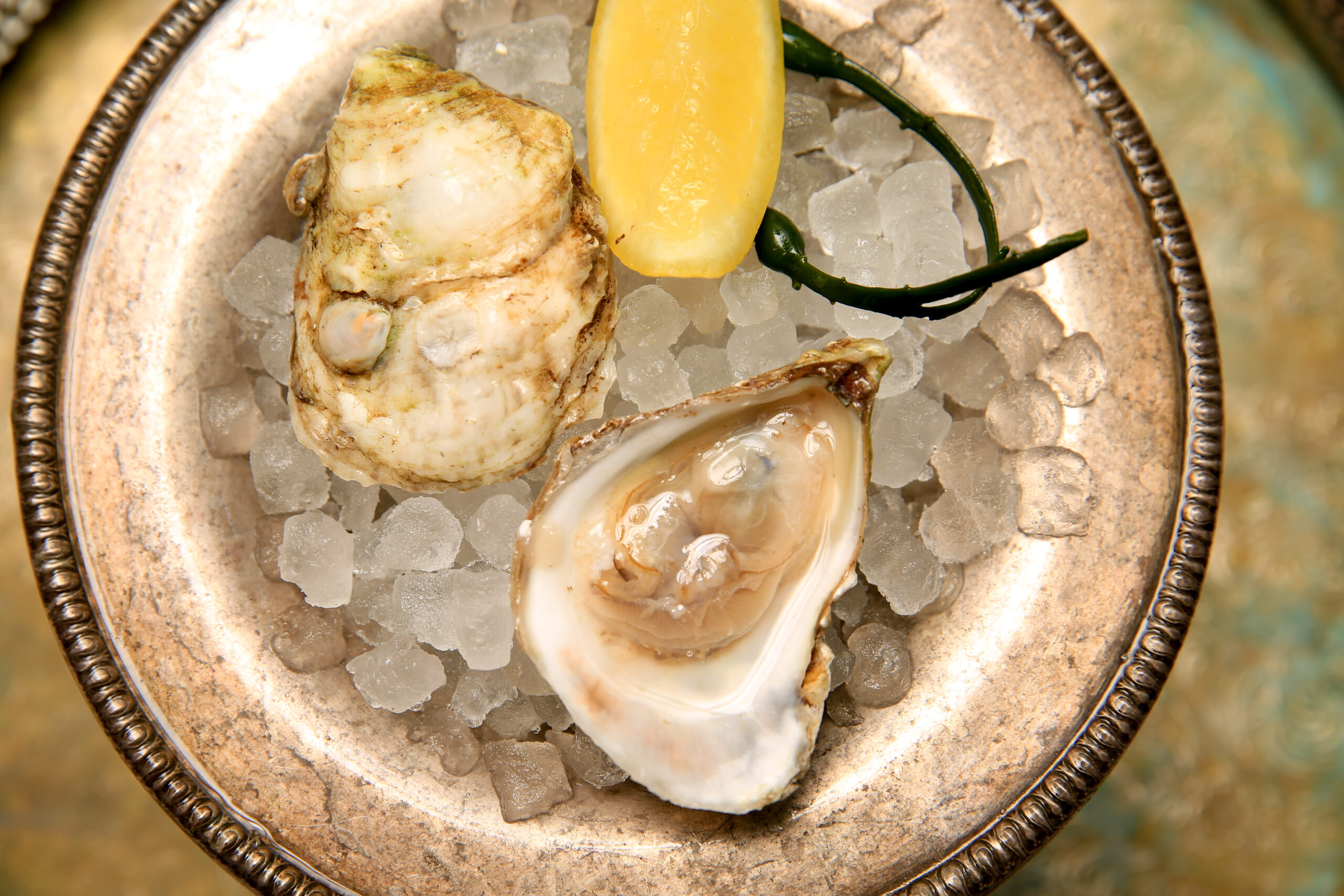 cooks cocktail oyster