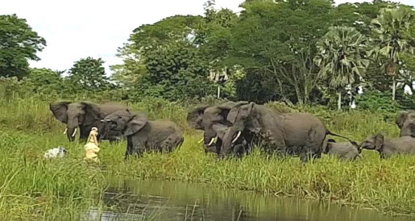 Croc vs. elephant