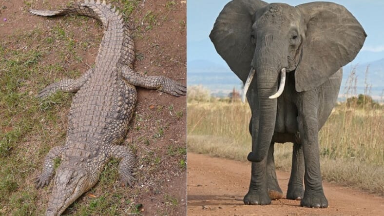 Crocodile and Elephant