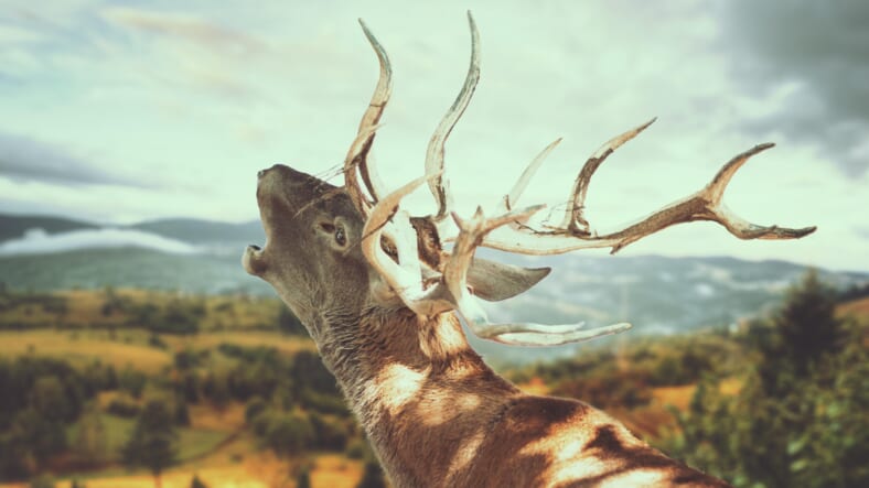 Deer Promo