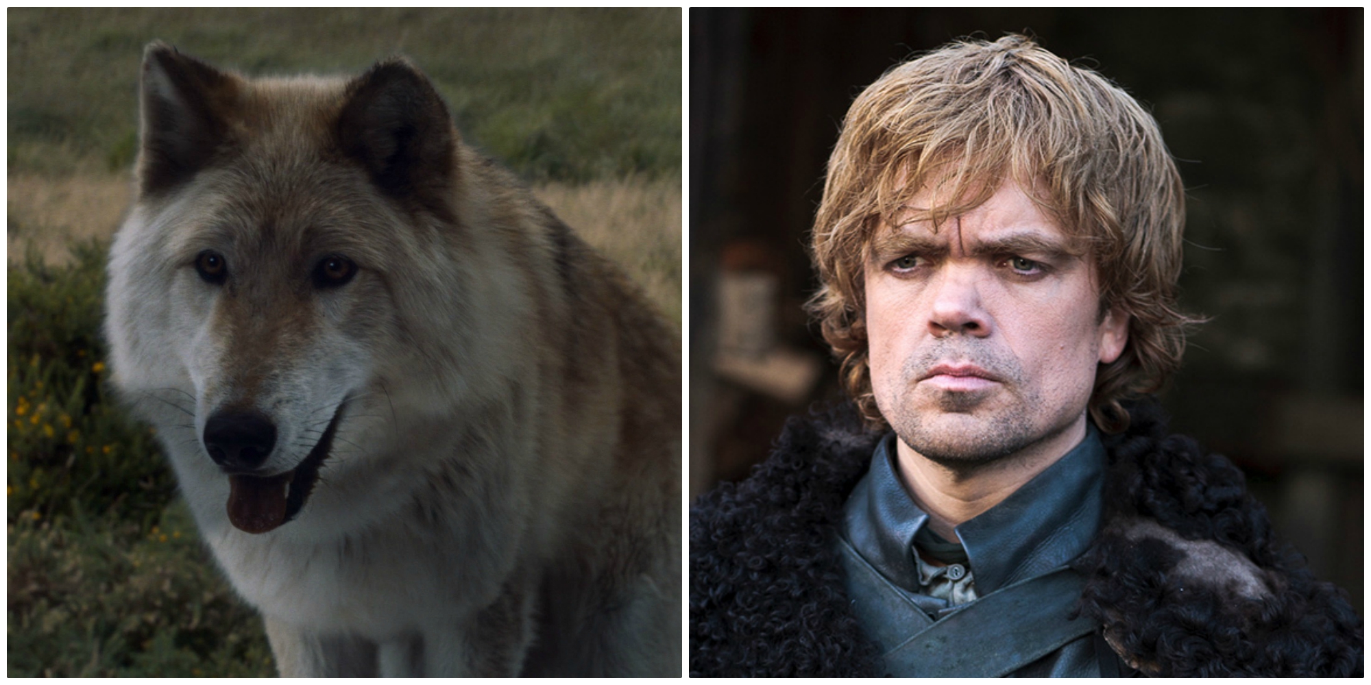 direwolf split