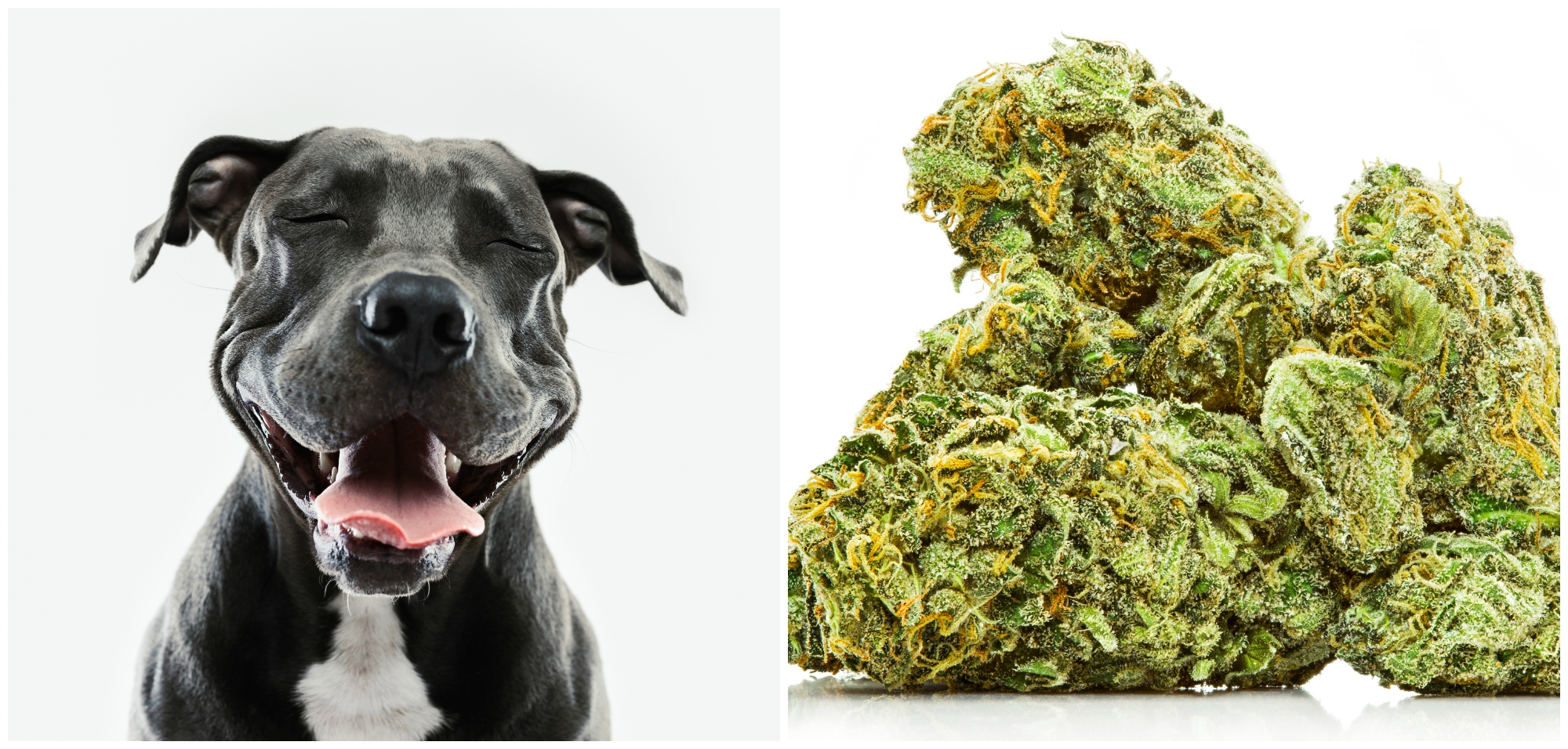 dog weed