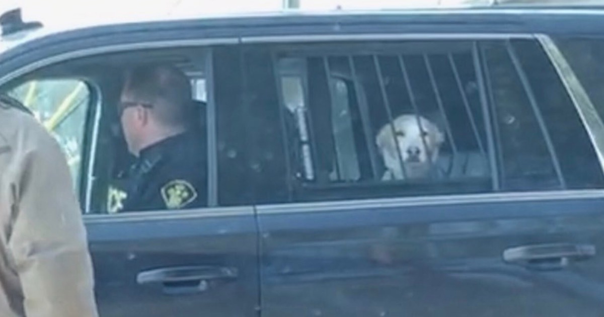Собака задерживает преступника. Девушку арестовали из за собаки. Арест пса фото профиль. Такси под прикрытием порода батона