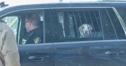doggy-arrest-promo