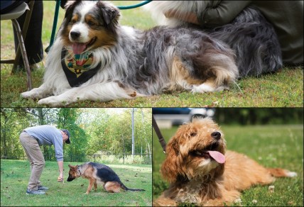 dogs-collage-training-book