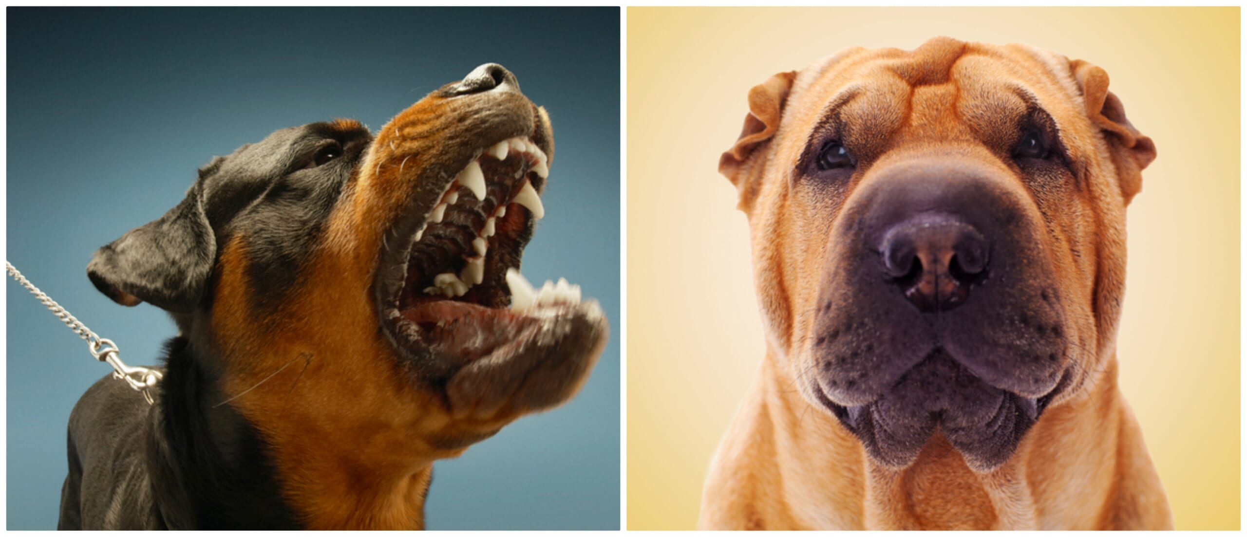 dogs2