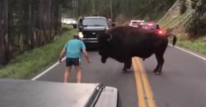 Drunk Bison Harasser