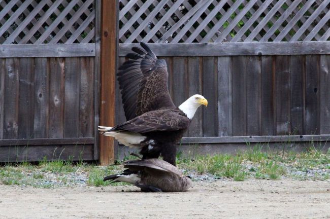 Eagle vs. goose