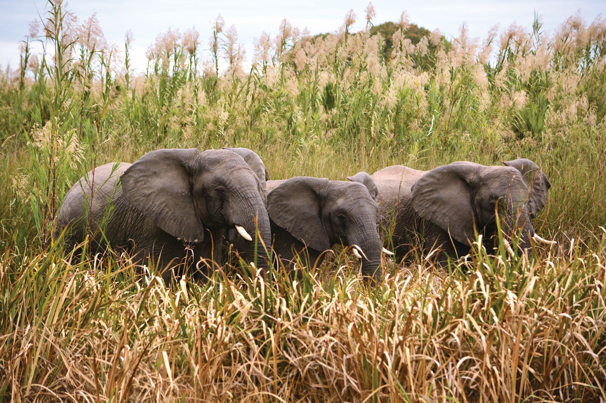 Elephant Charge (1)