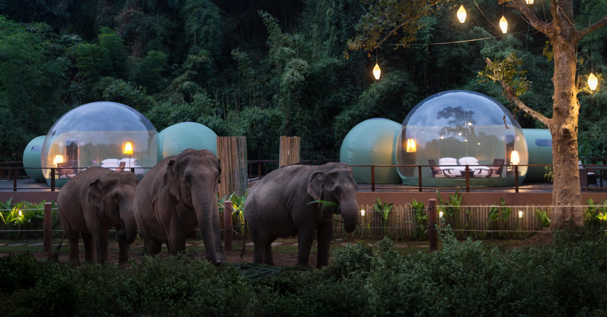 facebook-Linked_Image___Jungle Bubbles at Dawn(2)