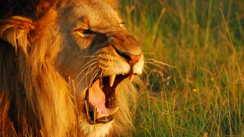 Promo lion roaring